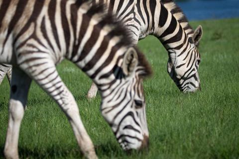 zebras grazing on short grass