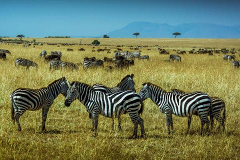 zebras in a super herd