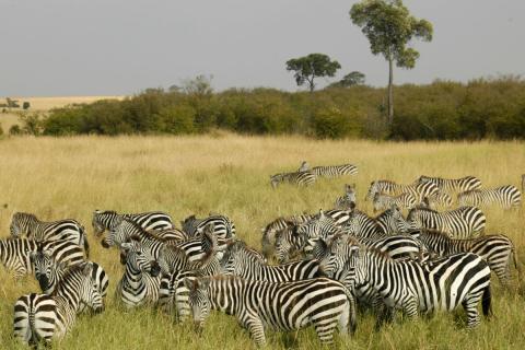 zebras in maasai mara