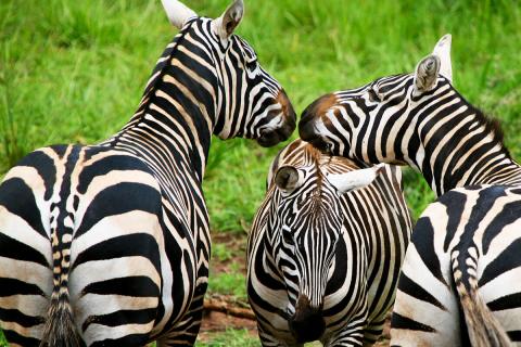 zebras with foal