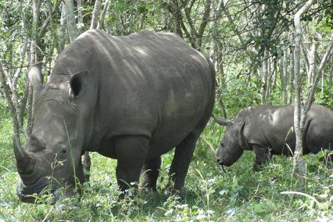 ziwa rhino sanctuary