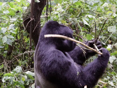 big gorilla eating