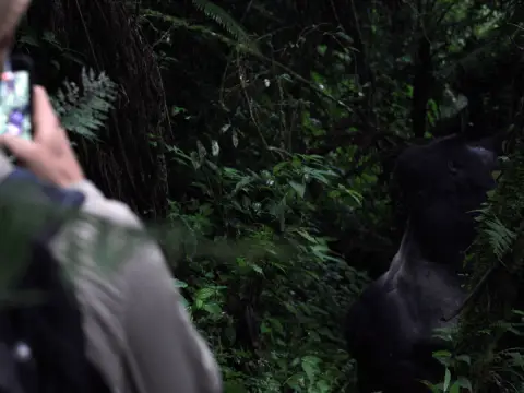 capturing gorillas