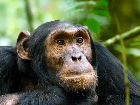 chimp-closeup