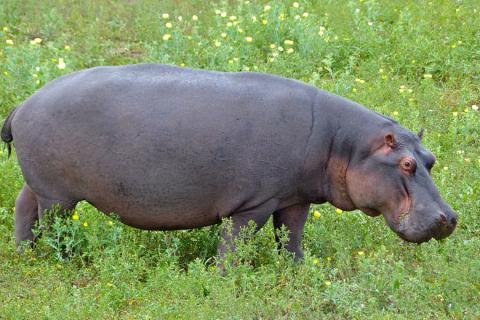 grazing hippo in kruger