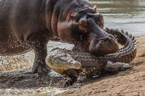 hippo vs croc