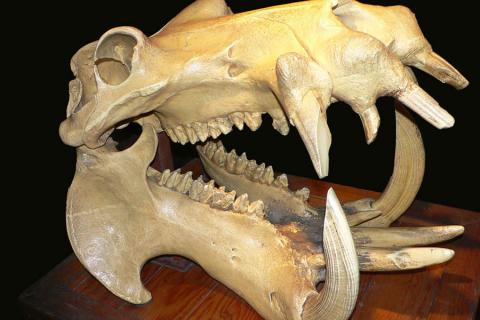 hippo skull with sharp teeth