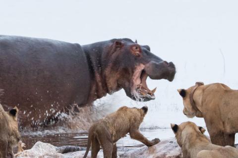 hippo vs lion