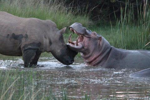 hippo vs rhino