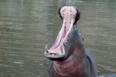 hippos open mouth