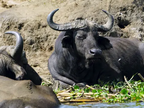 kazinga buffalos