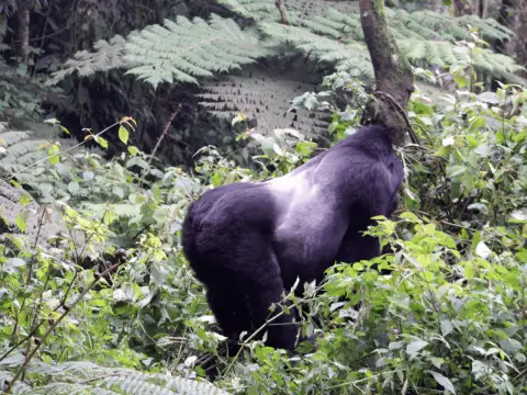 silverback gorilla in Bwindi