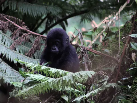 sitting baby gorilla