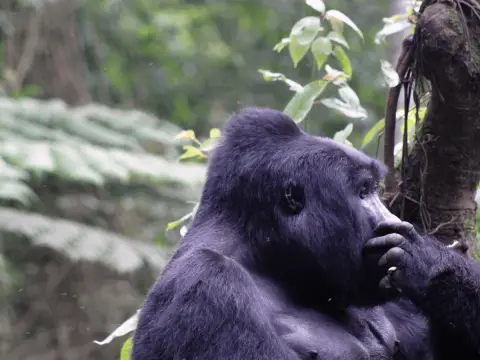 thoughtful gorilla