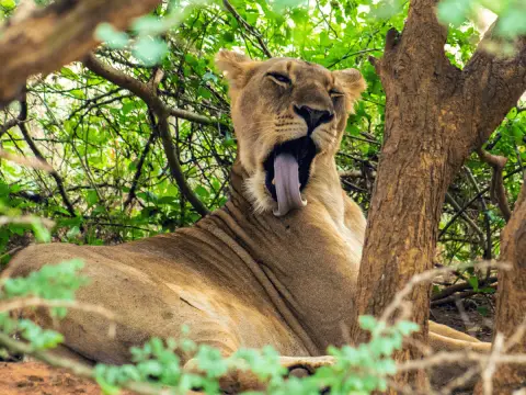 yawning-lioness