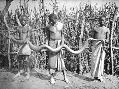 Holding an African python, circa 1900