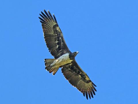 flying Martial Eagle