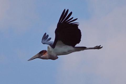 flying marabou stork