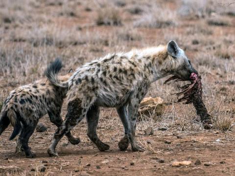 hyena eating