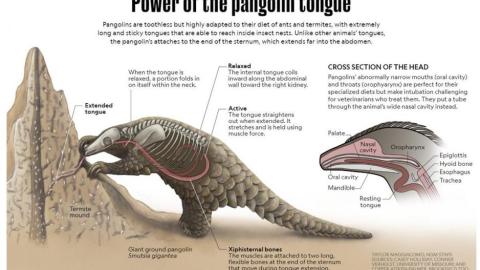 pangolin tongue illustration