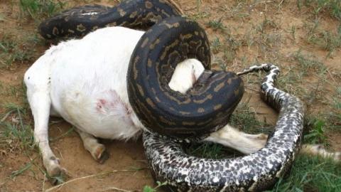 python constricting a goat