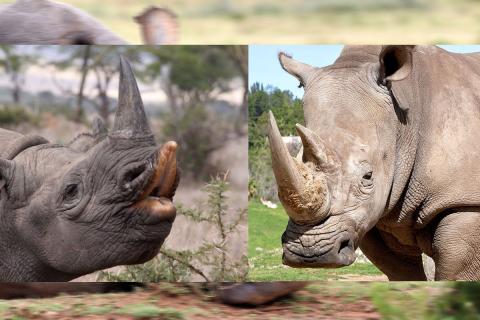 rhino mouth comparison