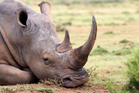 rhino with big horn