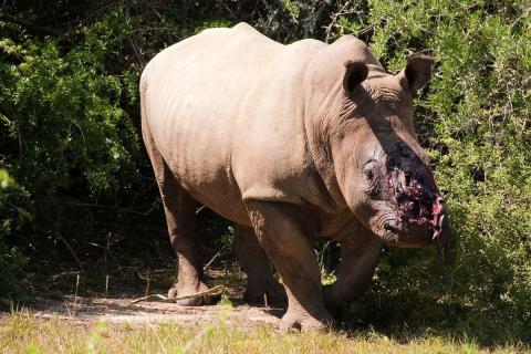 rhino with poached horn injury