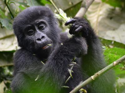juvenile gorilla on branch